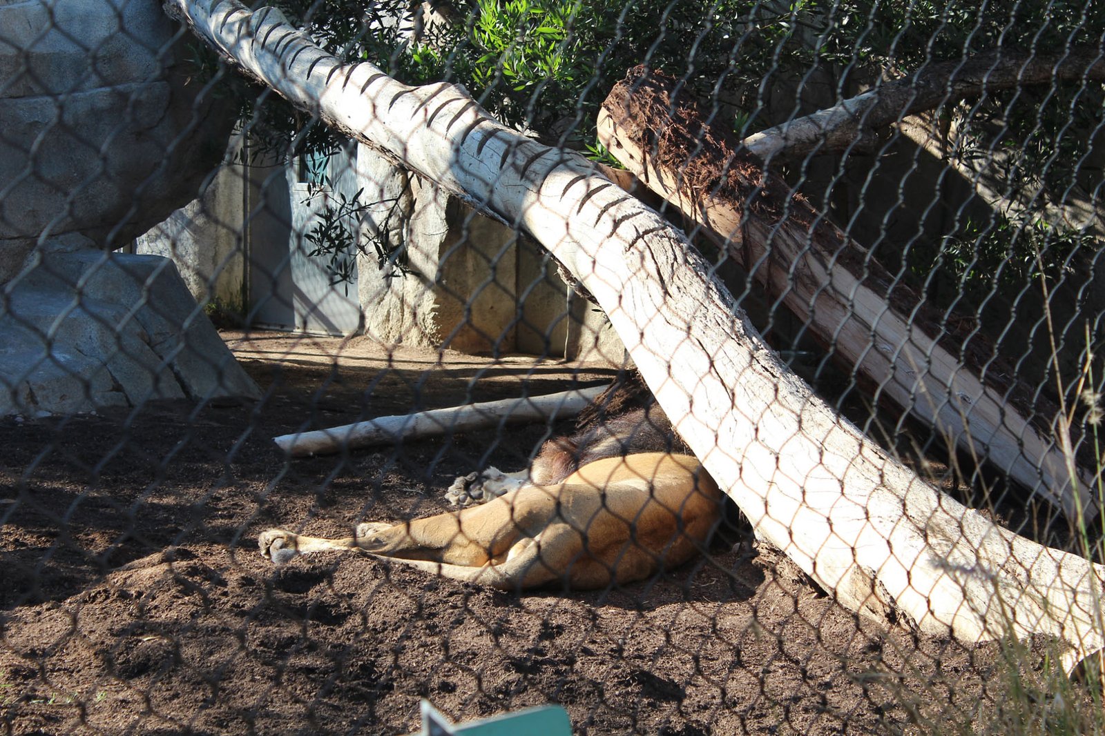 San Diego Zoo Part II 053